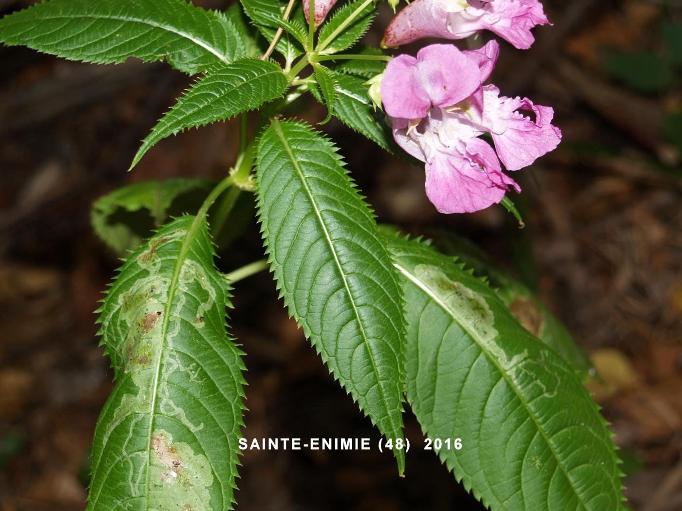 Balsam, Himalayan leaf